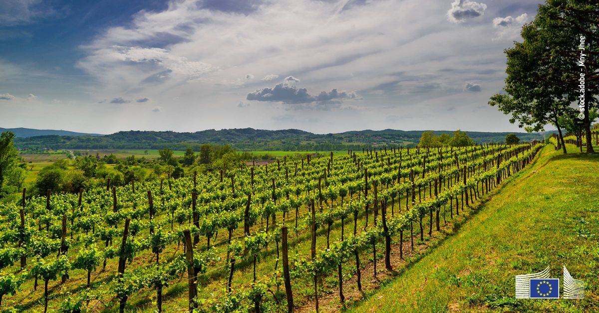 Produo de vinho na UE: Comisso avana com medidas para reforar o setor vitivincola