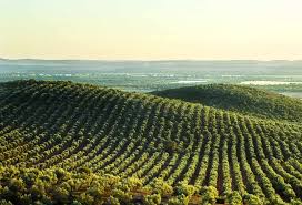 Novas regras em matria de auxlios estatais: Comisso aumenta o auxlio nacional aos agricultores at 25 000 euros 